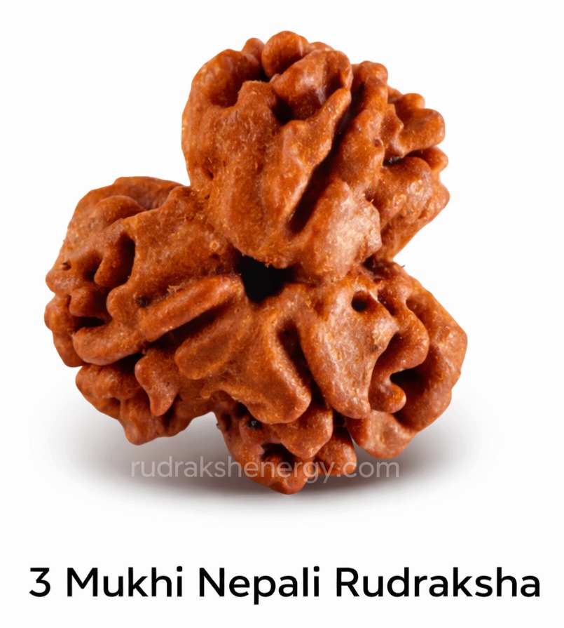3 Mukhi Rudraksha