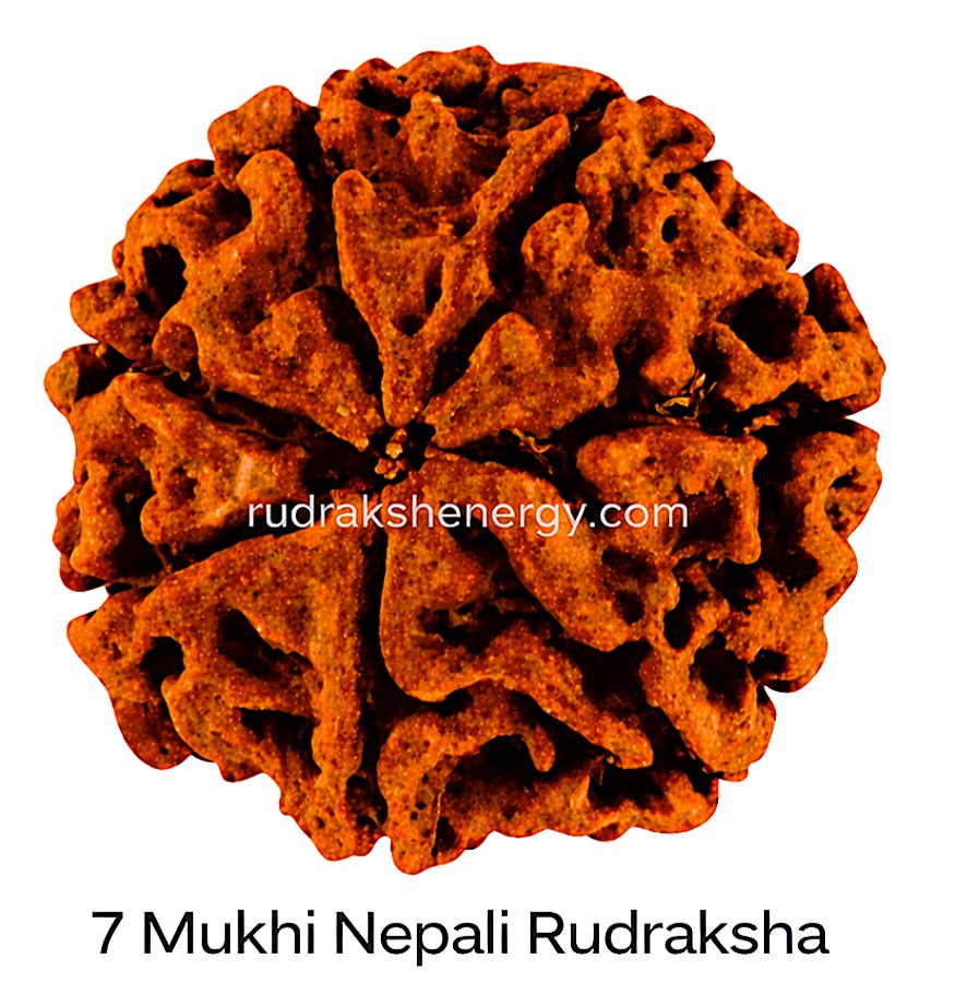 7 Mukhi Rudraksha