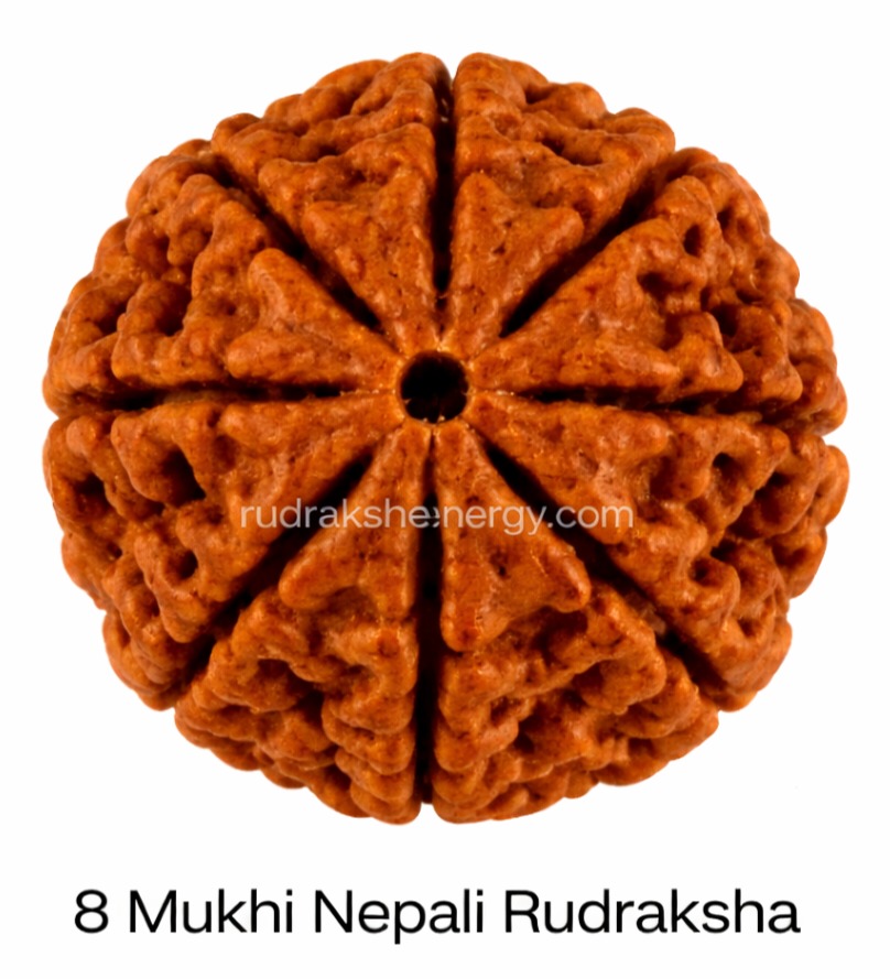8 Mukhi Rudraksha